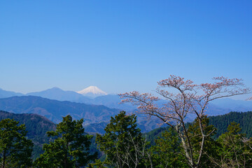 Fototapeta premium 富士山と桜 高尾山の展望台からの景色 春