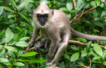 Tufted gray langur monkey in a jungle in Sri Lanka