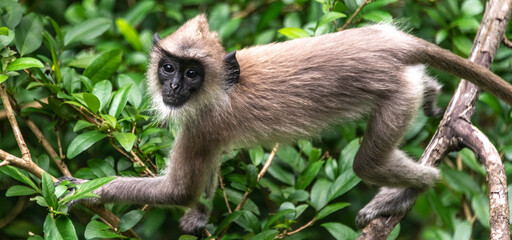 Tufted gray langur monkey in a jungle in Sri Lanka
