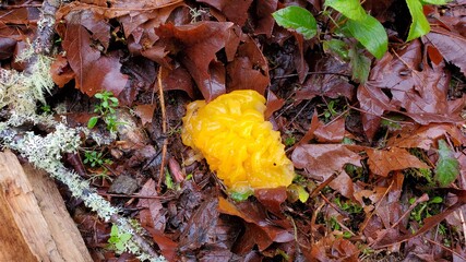 Vivid yellow fall mushroom