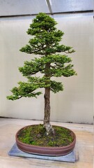 Green pine bonsai