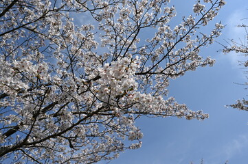 晴天の桜