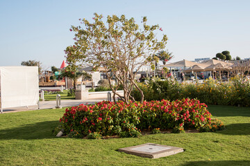 View with flowers, trees and ornamental shrubs 25