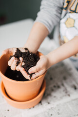 Kid holding soil in hands for sowing seeds in flower pot for a school project. Child learning about gardening. Selective focus.