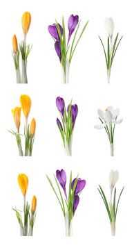 Set with beautiful spring crocus flowers on white background. Vertical banner design