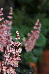 Close up of pink and red wax begonia flowers, a species of Begonias. The flowers are growing in a garden. Photo with a blurred background.