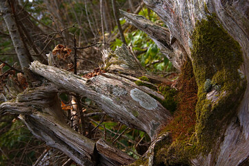 原生林のねじ曲がった倒木。