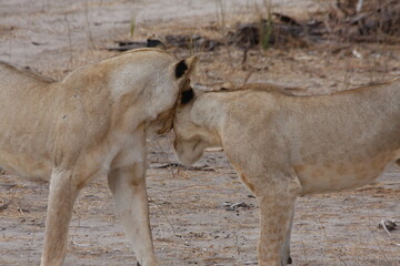 lion cubs greeting each other