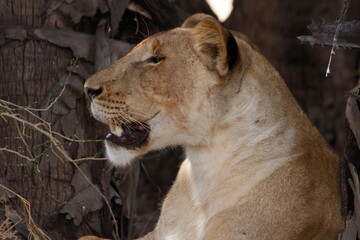 Profile of a lion