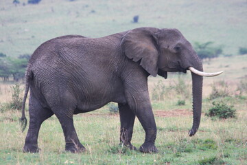 Naklejka na ściany i meble african elephant in the wild