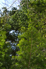 Fototapeta na wymiar 青空を背景にした松の葉。