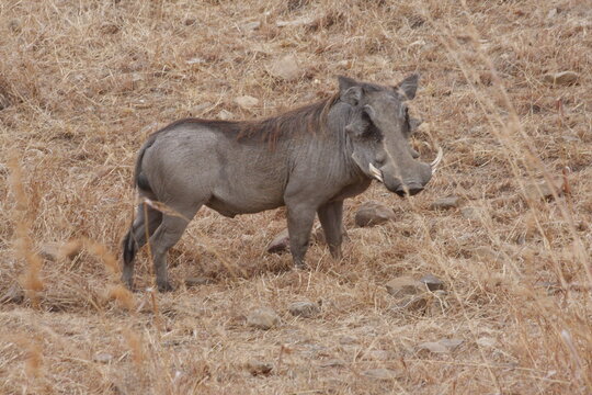 warthog standing in the bush