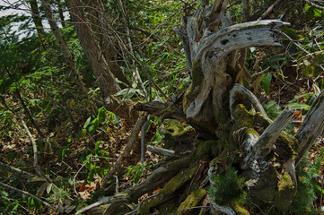 原生林のねじ曲がった倒木。