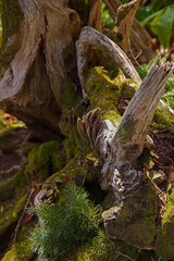 原生林のねじ曲がった倒木。