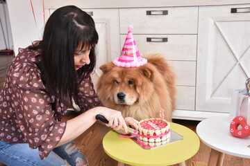 Woman and her chow chow dog with a birthday cake. Proud owner celebrate her dog birthday