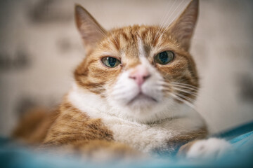 Portrait of a red-haired old domestic cat on the bed, close-up.