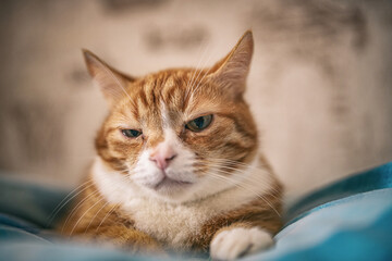 Portrait of a red-haired old domestic cat on the bed, close-up.