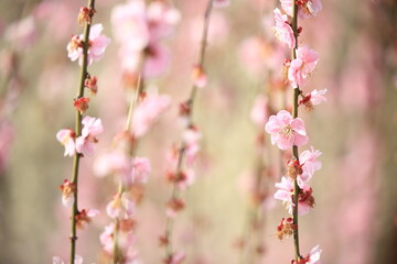 Plum flower landscape in the Mie Prefecture of Japan