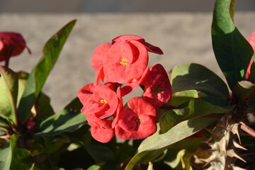Camellia Japonica  28