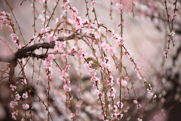 Plum trees and Japanese white-eye