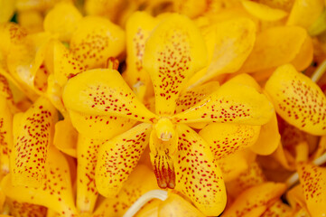 Close-up of yellow orchids on the background of yellow flowers.