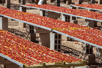 Amazing arrangement of red dried tomatoes. The sun-dried tomatoes are left to dry under the hot summer sun of Puglia region of south Italy.