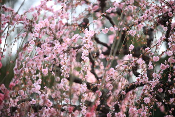 Plum trees and Japanese white-eye