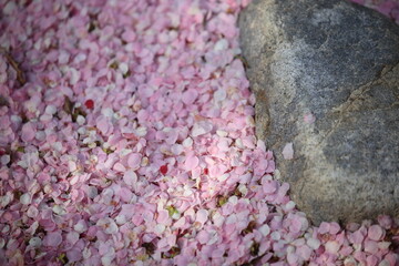 Plum flower landscape in the Mie Prefecture of Japan
