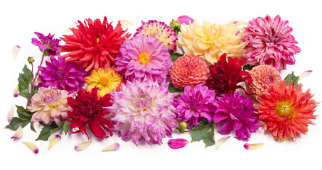 Deautiful flower of pink dahlia isolated on a white background