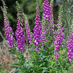 Blühender  Fingerhut, Digitalis purpurea, im Wald