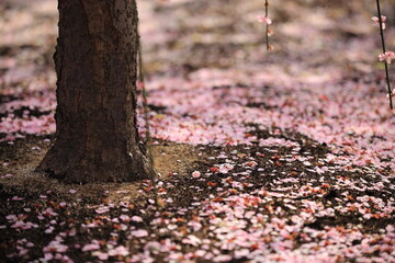 Plum flower landscape in the Mie Prefecture of Japan