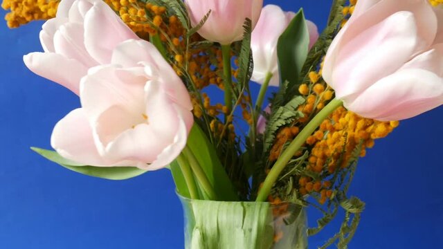 yellow mimosa and pink tulips flowers on blue background, rotation