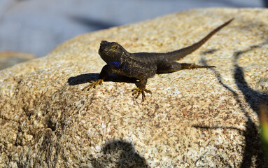 lizard on the rock