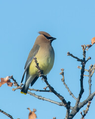 Cedar Waxwing