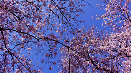 cherryblossom_003