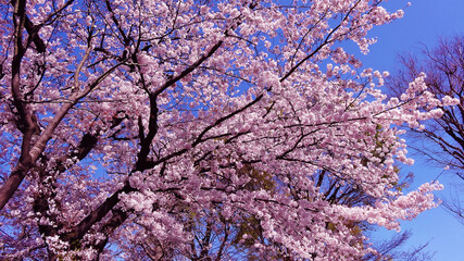 cherryblossom_004