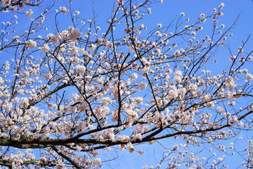 満開の桜と青空