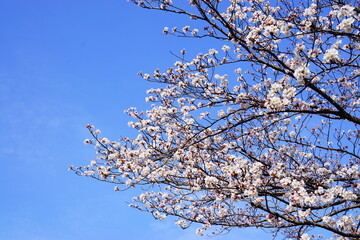 満開の桜と青空
