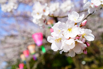Fototapeta na wymiar 満開の桜と青空