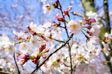 満開の桜と青空