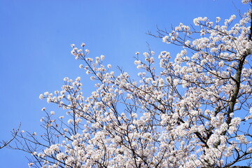 満開の桜と青空