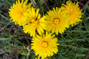 yellow dandelion flower close-up