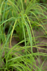 wet grass after rain on a dark background on a cloudy day. copy space.