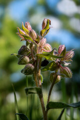 burgundy flowers close-up