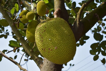 Amazing green tropical fruit on the tree.