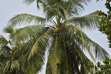Obraz premium upside down view of coconut tree and sky from the beach