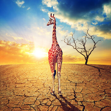 Lonely giraffe in parched country with cracked soil under dramatic evening sunset sky. Climate Change and Global warming concept.