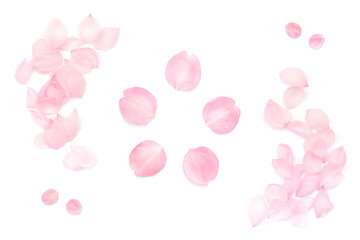 桜 花びら ピンク 春 白 背景