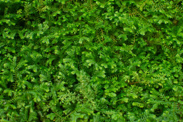 Close-up of a beautiful view of nature green leaves create a patterned background with a copy space. It is use for the natural ecology of the summer background and concept of fresh wallpaper