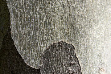 Young poplar bark 3